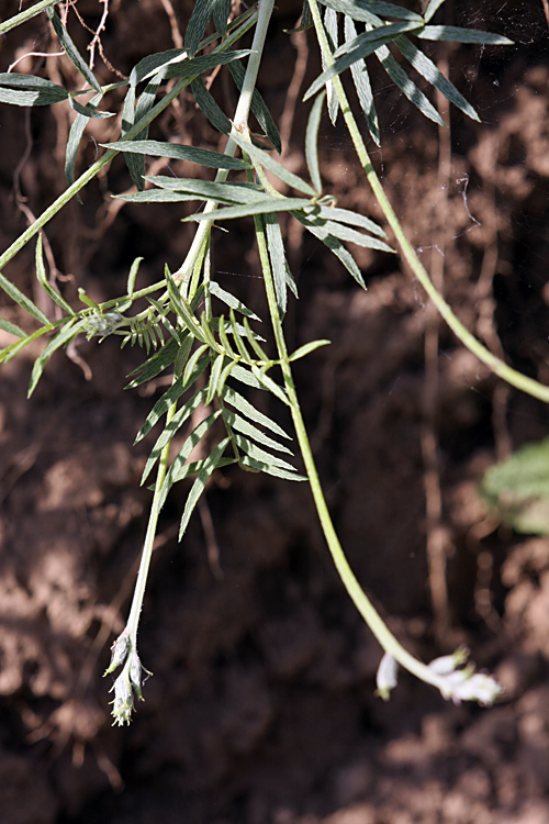 Image of Astragalus krauseanus specimen.