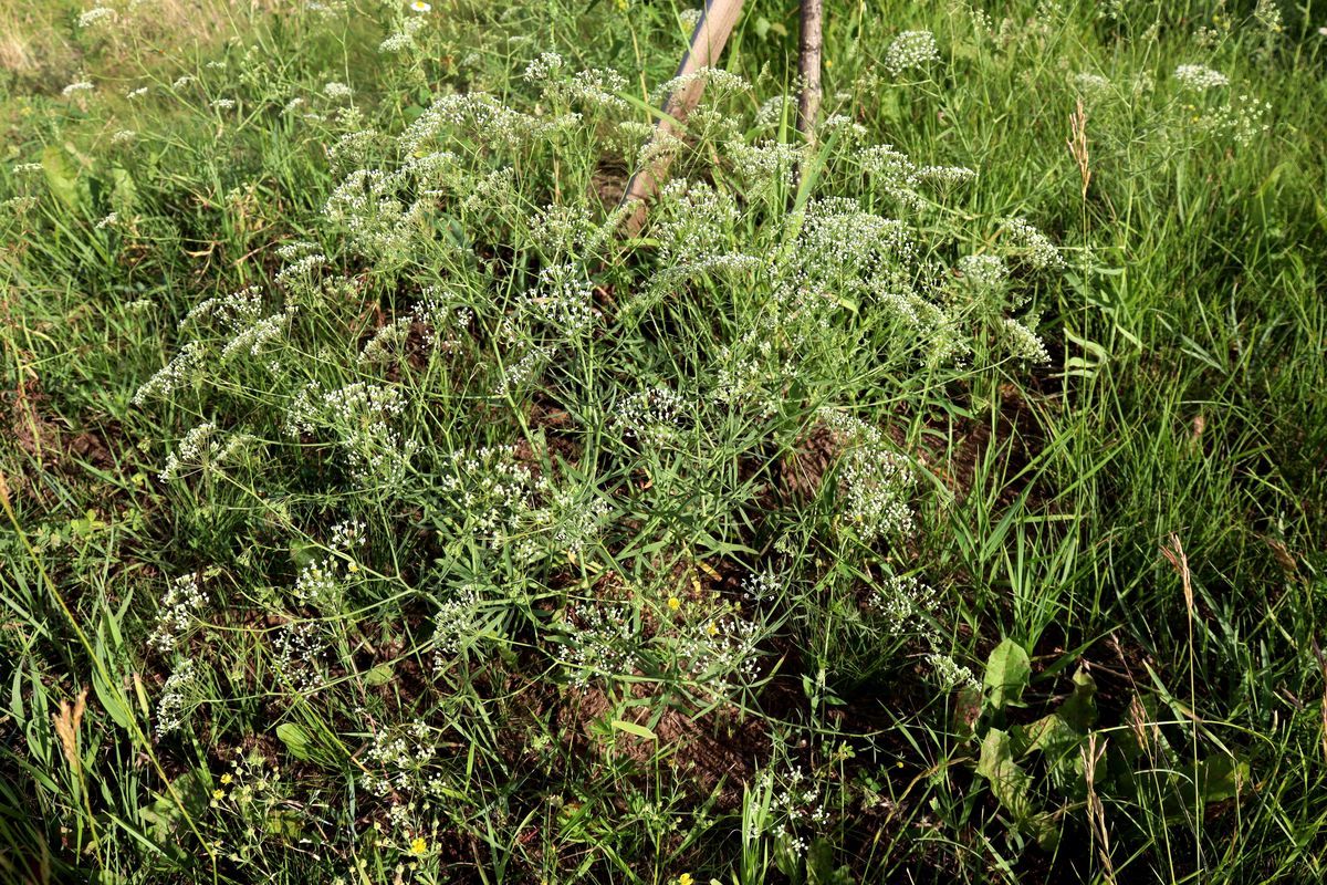 Image of Falcaria vulgaris specimen.