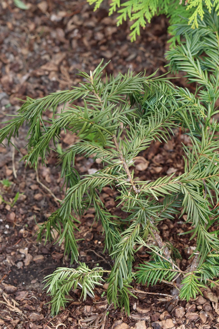 Image of genus Tsuga specimen.