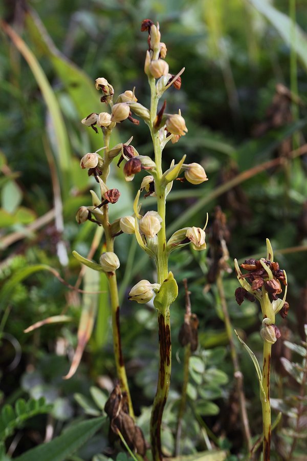 Image of Dactylorhiza viridis specimen.