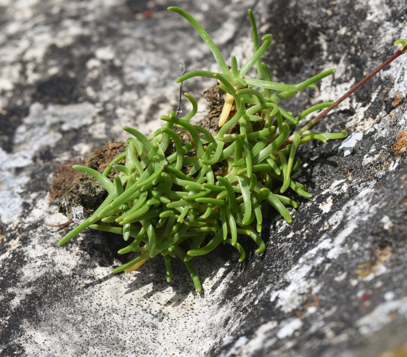 Изображение особи Gypsophila tenuifolia.