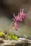 Corydalis caucasica