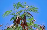 Leucaena leucocephala. Верхушка ветви с соцветиями и плодами. Египет, мухафаза Асуан, о-в Агилика, сухой склон. 03.05.2023.