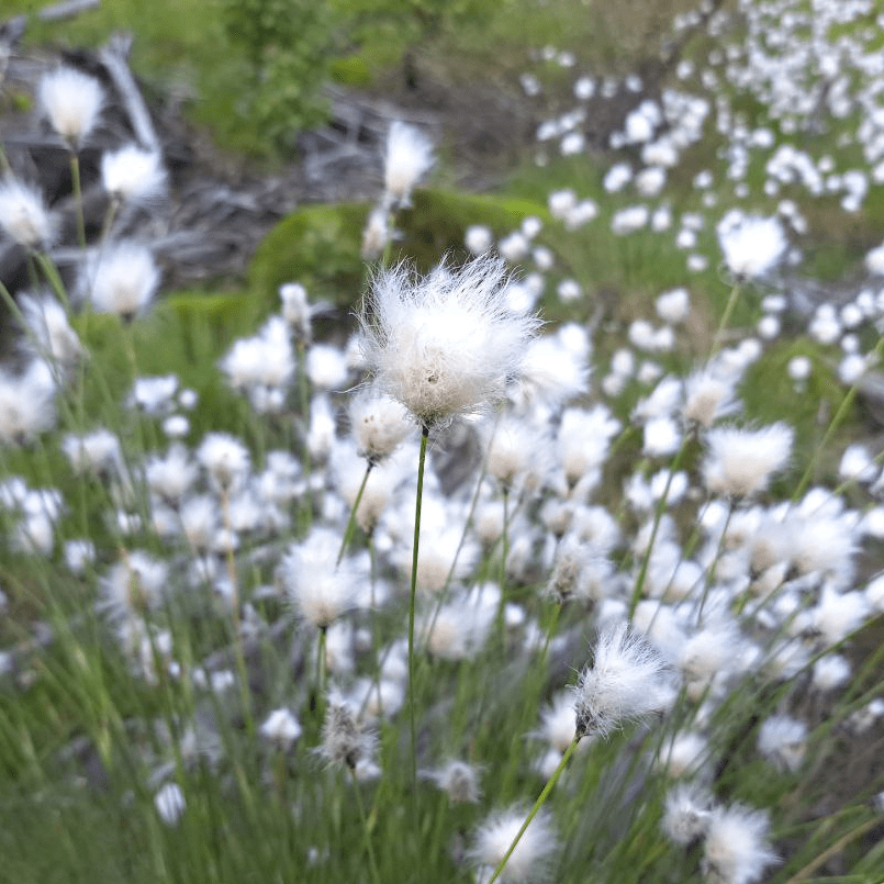 Изображение особи Eriophorum vaginatum.