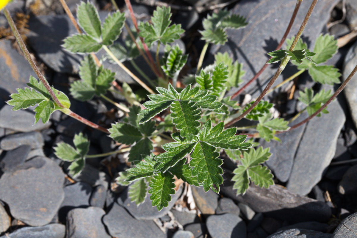 Изображение особи род Potentilla.