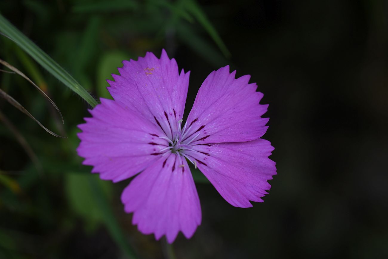 Image of genus Dianthus specimen.