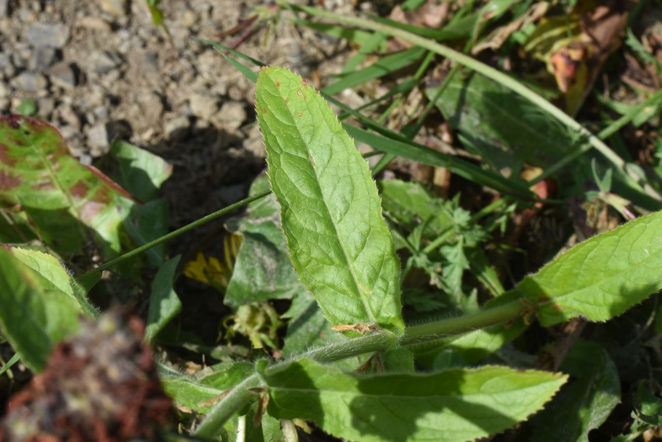 Image of Epilobium hirsutum specimen.