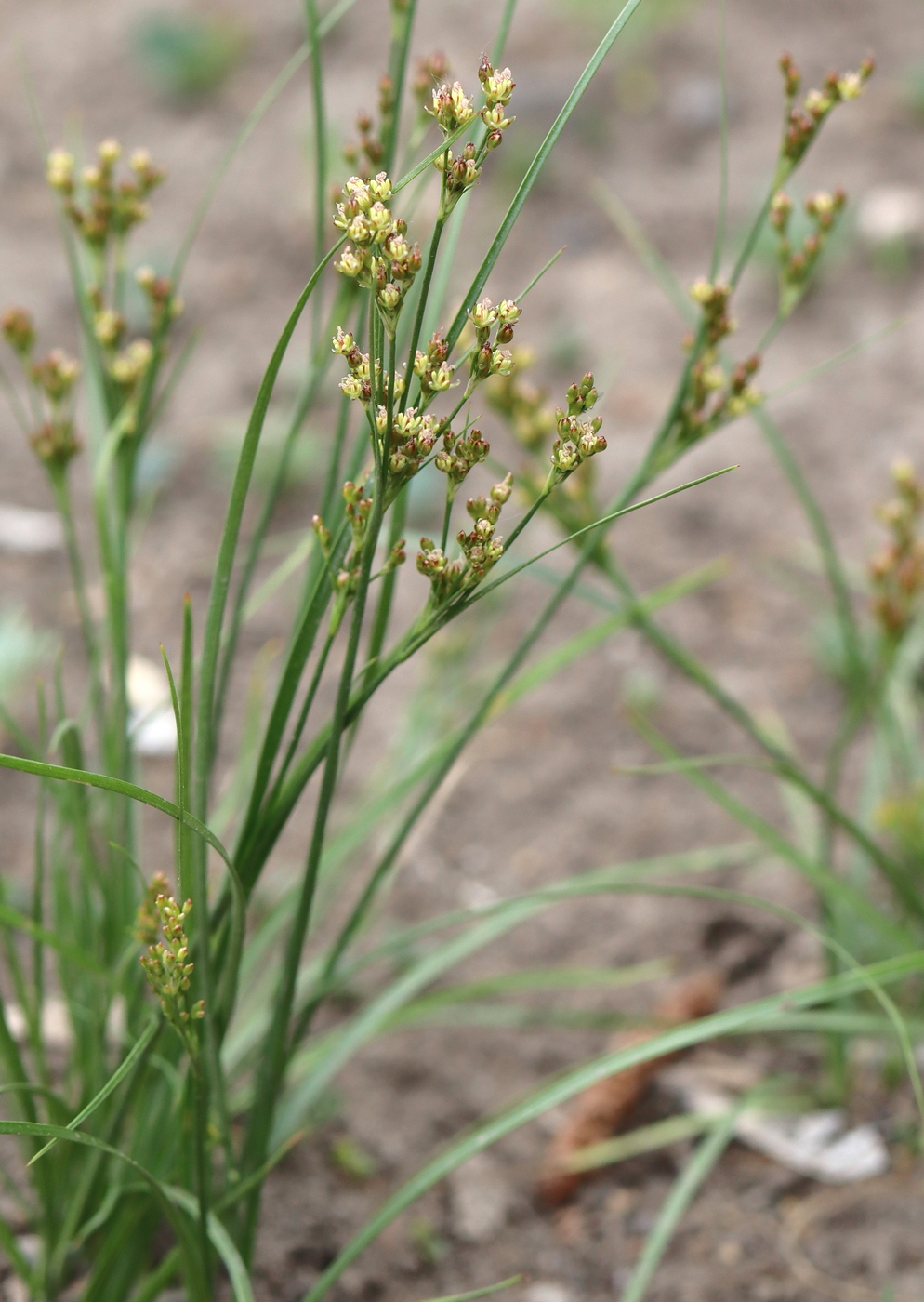 Image of Juncus compressus specimen.