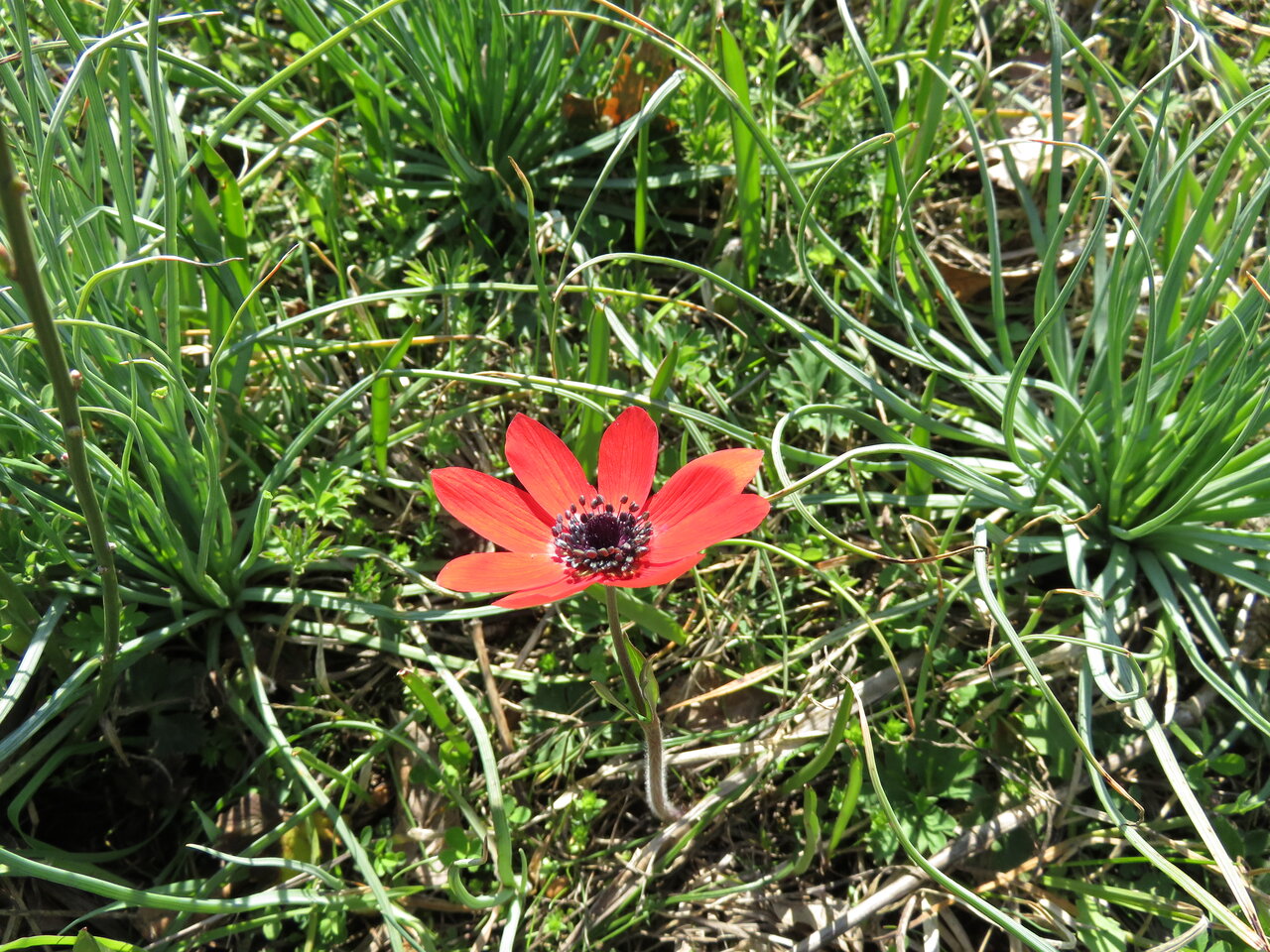 Image of Anemone pavonina specimen.