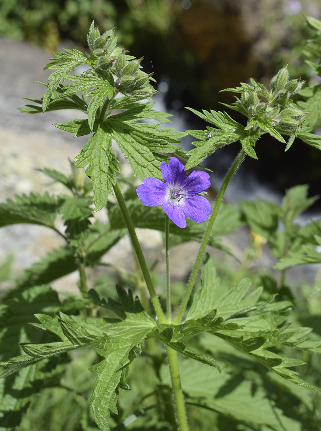 Изображение особи Geranium sylvaticum.