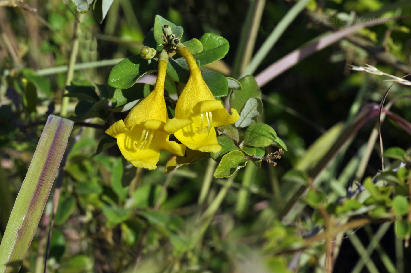 Image of Gmelina asiatica specimen.