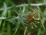 genus Carlina. Соцветие-корзинка. Республика Адыгея, окр. пос. Каменномостский, верхняя часть левого борта долины р. Аминовка, поляна в дубовом лесу. 30 июля 2023 г.