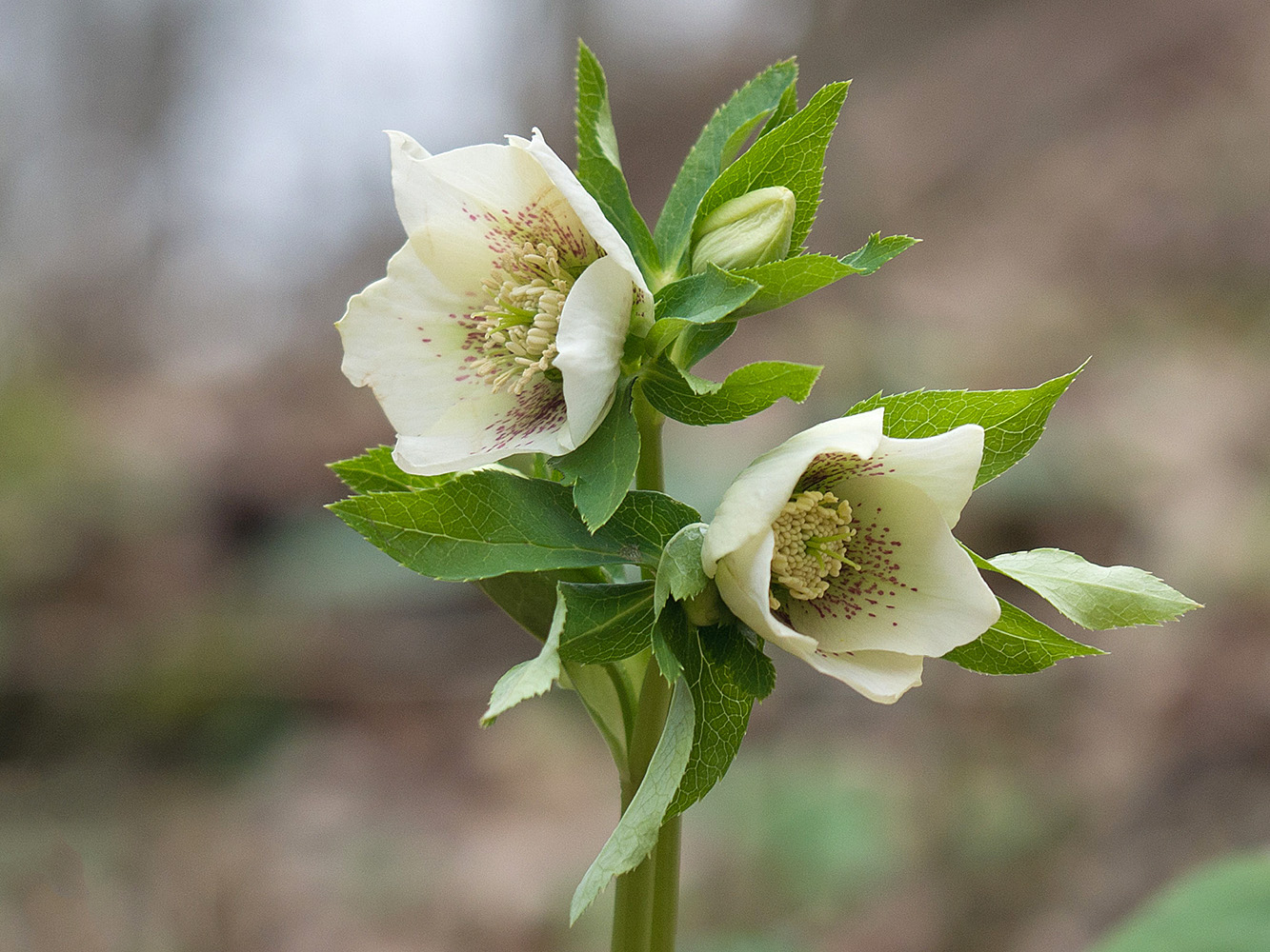 Изображение особи Helleborus caucasicus.