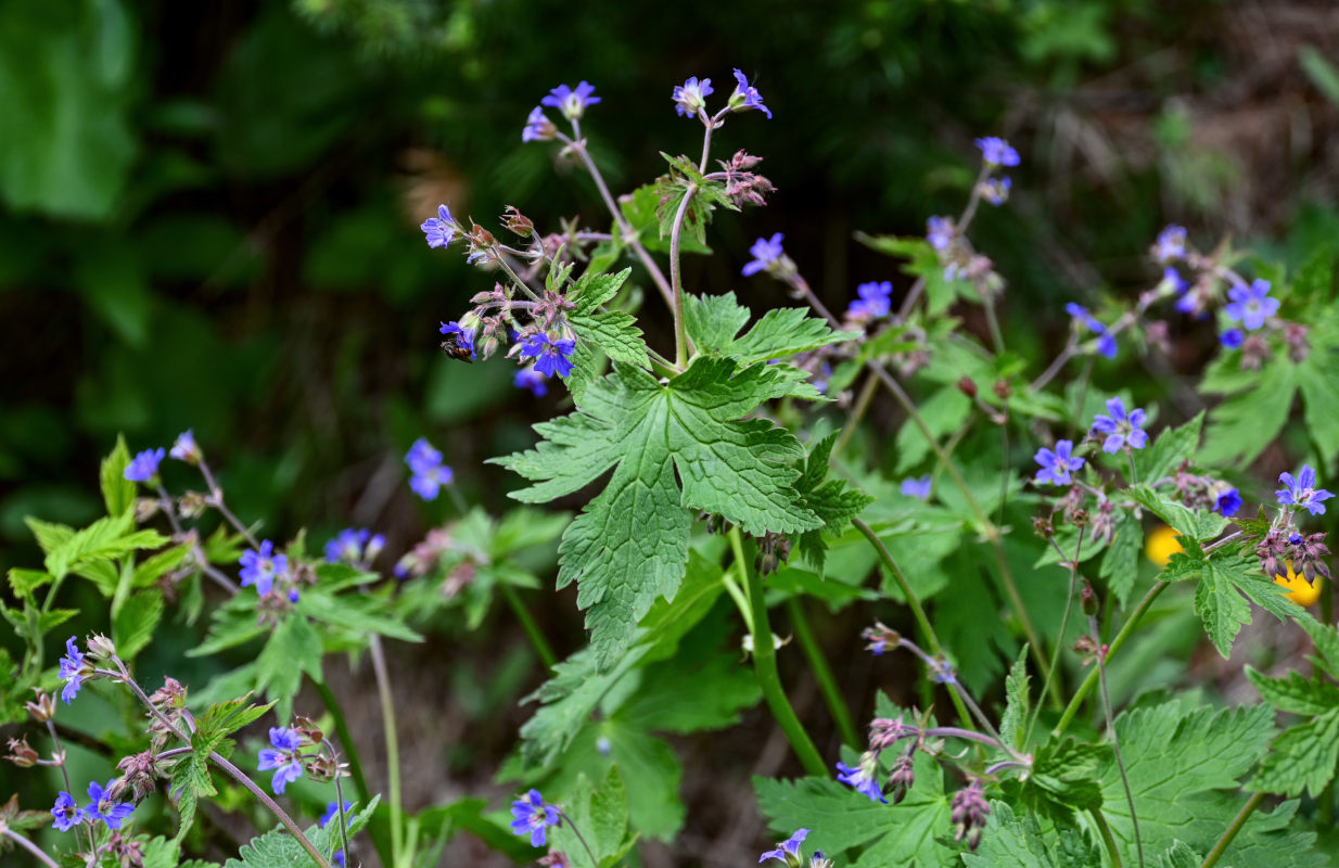 Image of Geranium pseudosibiricum specimen.