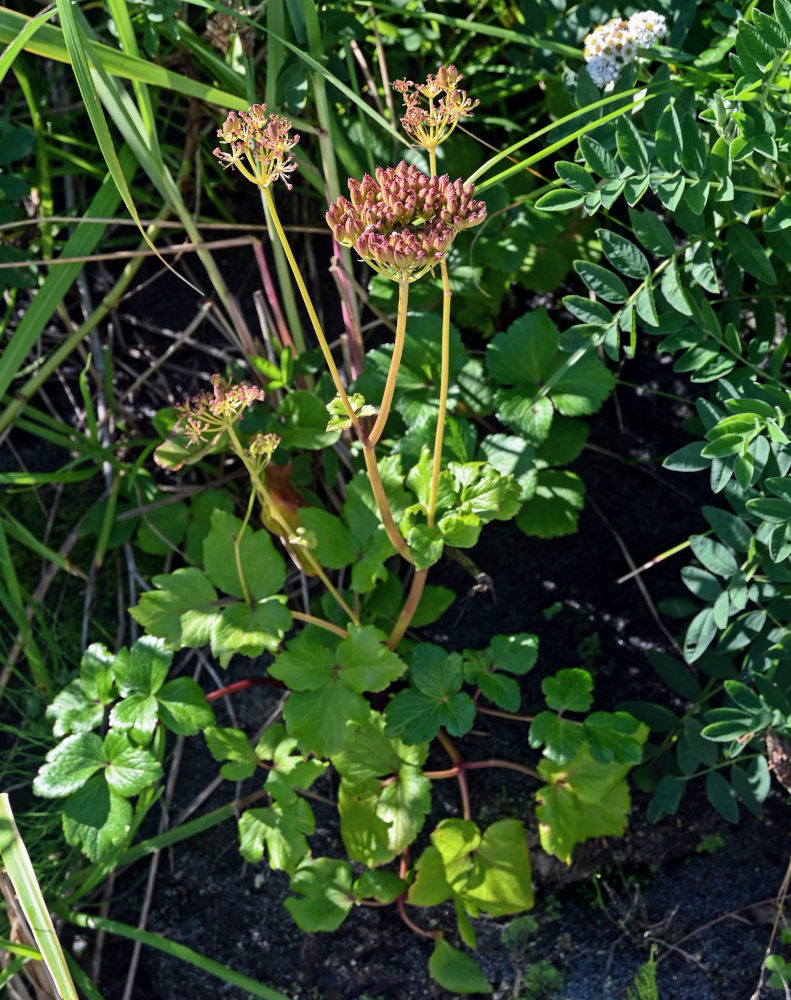 Image of Ligusticum scoticum specimen.