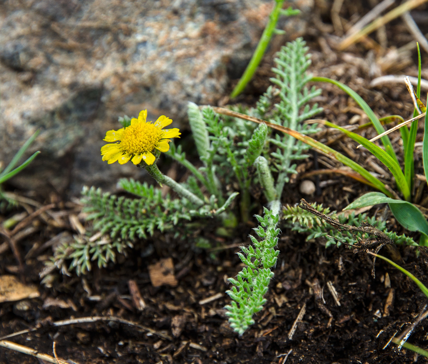 Image of Tanacetum kittaryanum specimen.