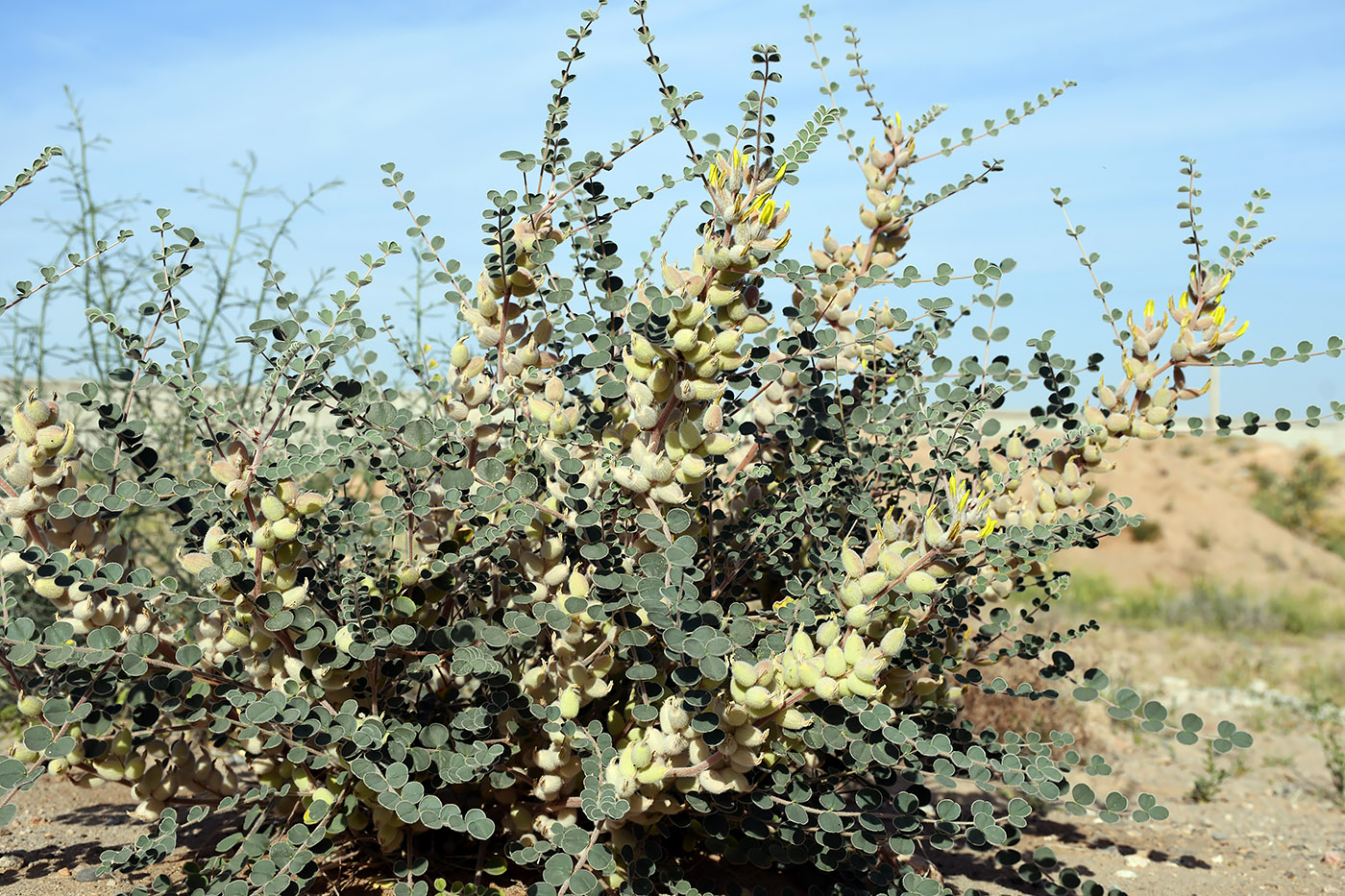 Изображение особи Astragalus lehmannianus.