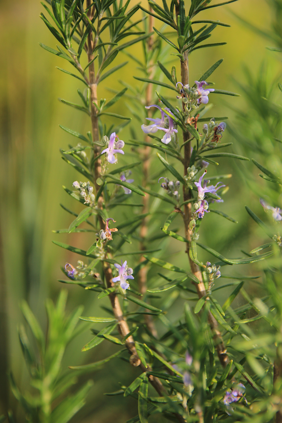 Image of Rosmarinus officinalis specimen.