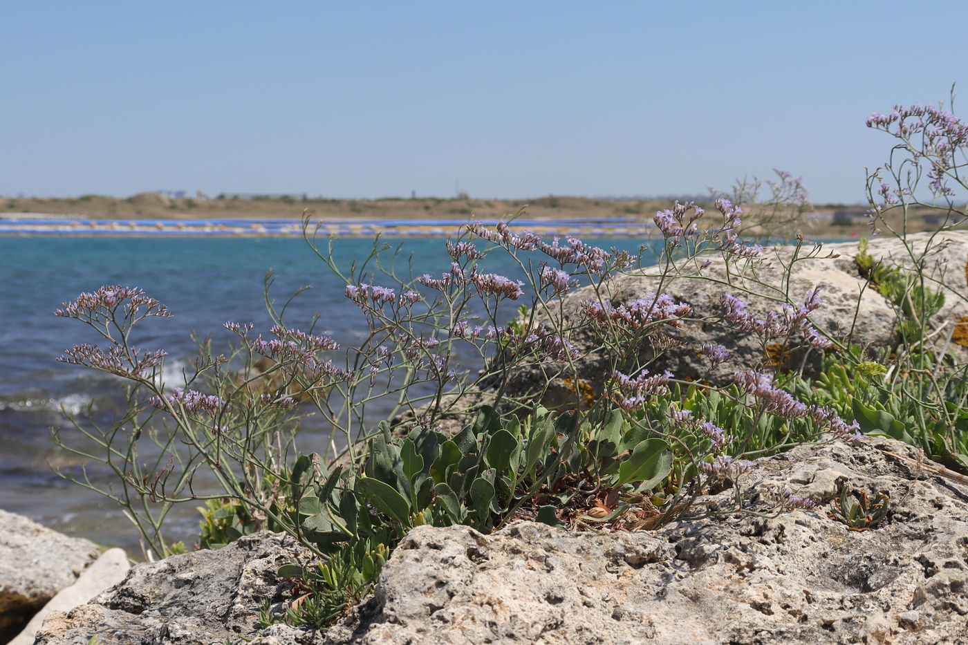 Image of Limonium scoparium specimen.