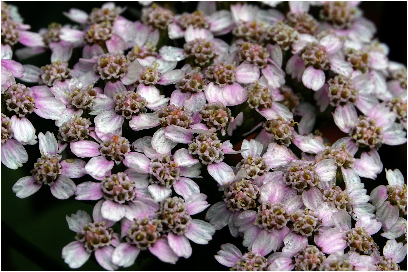 Изображение особи Achillea millefolium.