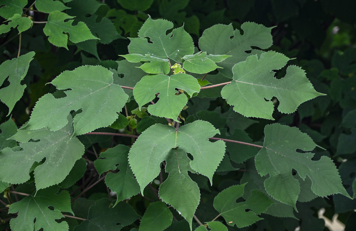 Image of Broussonetia papyrifera specimen.