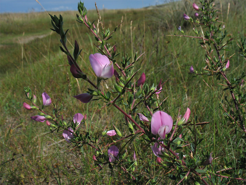 Image of Ononis spinosa specimen.