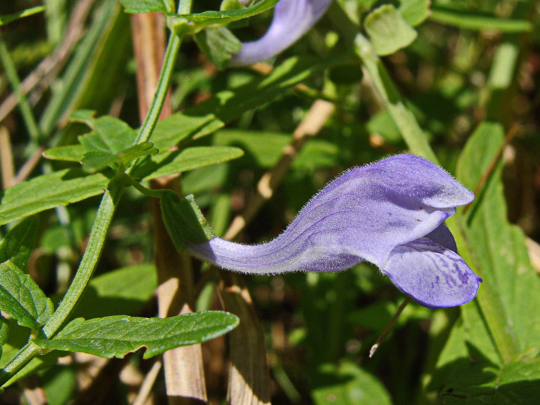 Изображение особи Scutellaria ochotensis.