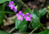 Oxalis debilis разновидность corymbosa. Цветки. Китай, Гуанси-Чжуанский автономный р-н, г. Синпин, опушка широколиственного леса. 01.06.2024.