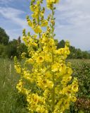 Verbascum pyramidatum. Часть соцветия с цветами и бутонами. Карачаево-Черкесия, Зеленчукский р-н, окр. станицы Исправная, СЗ склон горы Джисса, ≈ 1000 м н.у.м., разнотравно-злаковый луг. 15.06.2024.