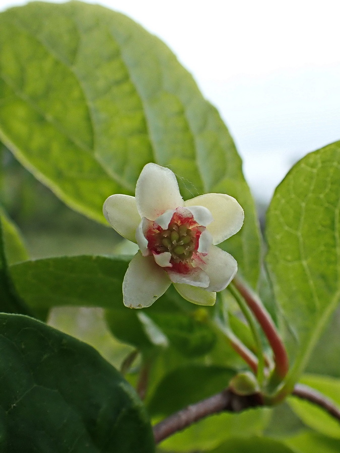 Изображение особи Schisandra chinensis.