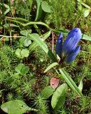 Gentiana triflora. Верхушка побега с бутонами. Хабаровский край, окр. г. Комсомольск-на-Амуре, смешанный лес, заболоченное место. 03.09.2024.