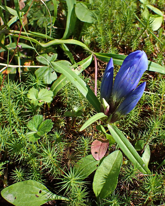 Изображение особи Gentiana triflora.