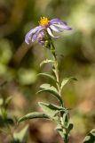 Aster ibericus. Верхушка цветущего растения. Адыгея, Майкопский р-н, хр. Уна-Коз, скальный выход, на кромке обрыва. 30.09.2024.