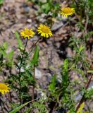 Anthemis tinctoria. Верхушки побегов с соцветиями. Костромская обл., г. Кострома, устье р. Кострома, каменистый участок лугового склона. 29.06.2024.