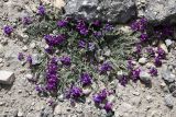 genus Oxytropis