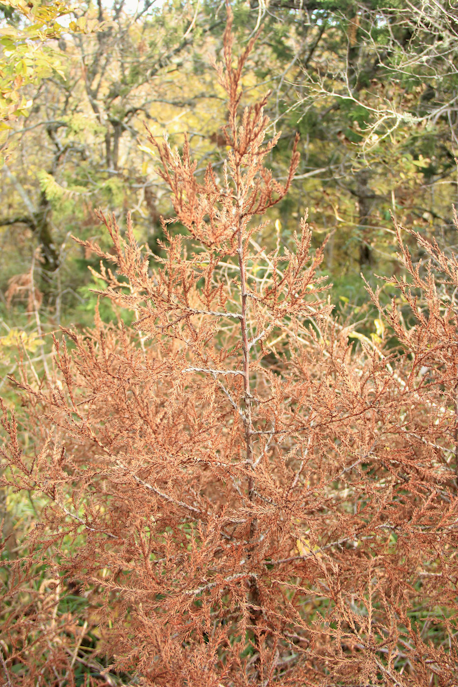 Image of Juniperus foetidissima specimen.