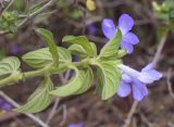 Barleria obtusa. Верхушка побега с соцветием. Испания, автономное сообщество Каталония, провинция Жирона, комарка Баш-Эмпорда, муниципалитет Палафружель, ботанический сад \"Кап-Роч\". 27.10.2024.