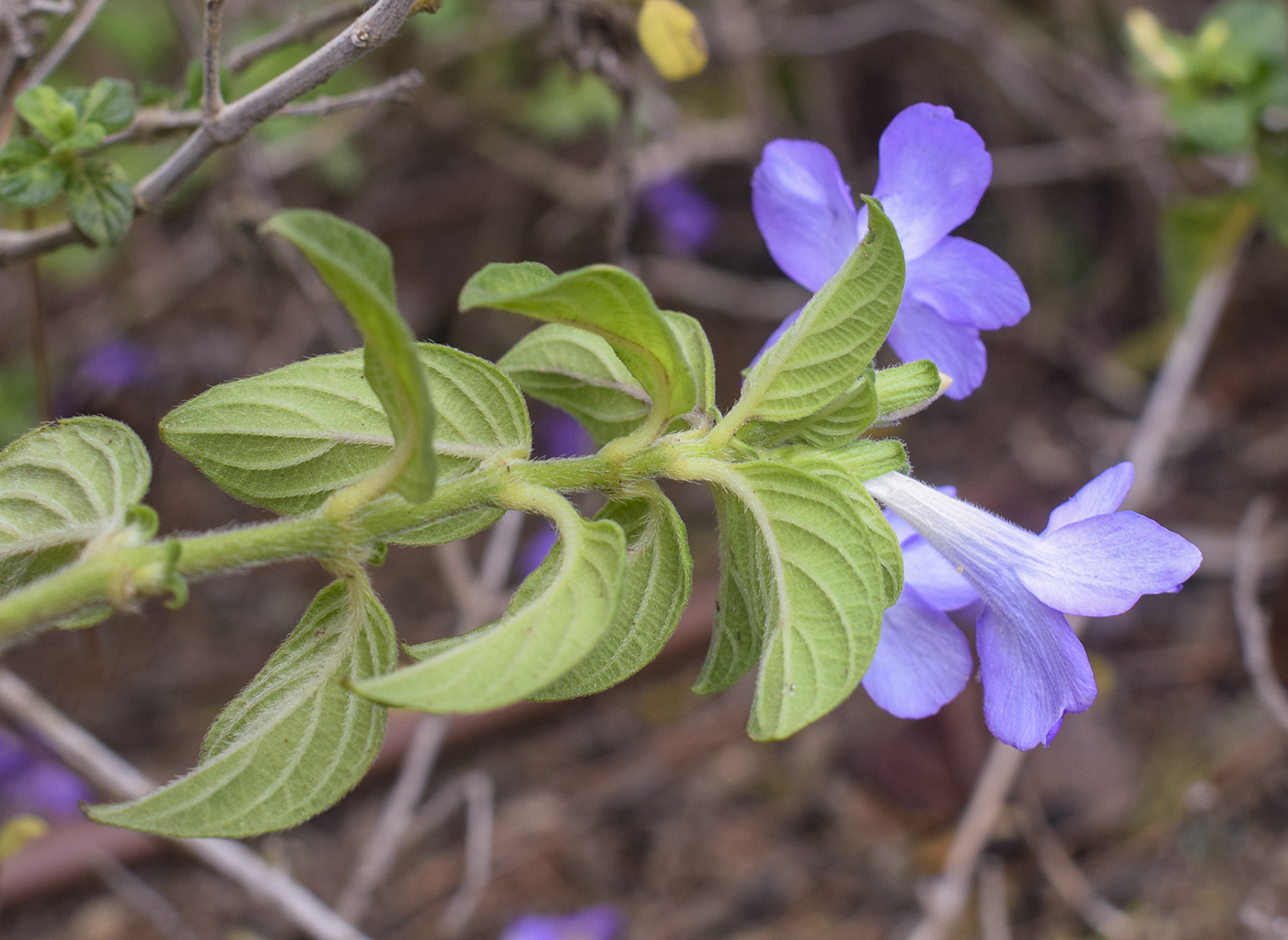 Image of Barleria obtusa specimen.