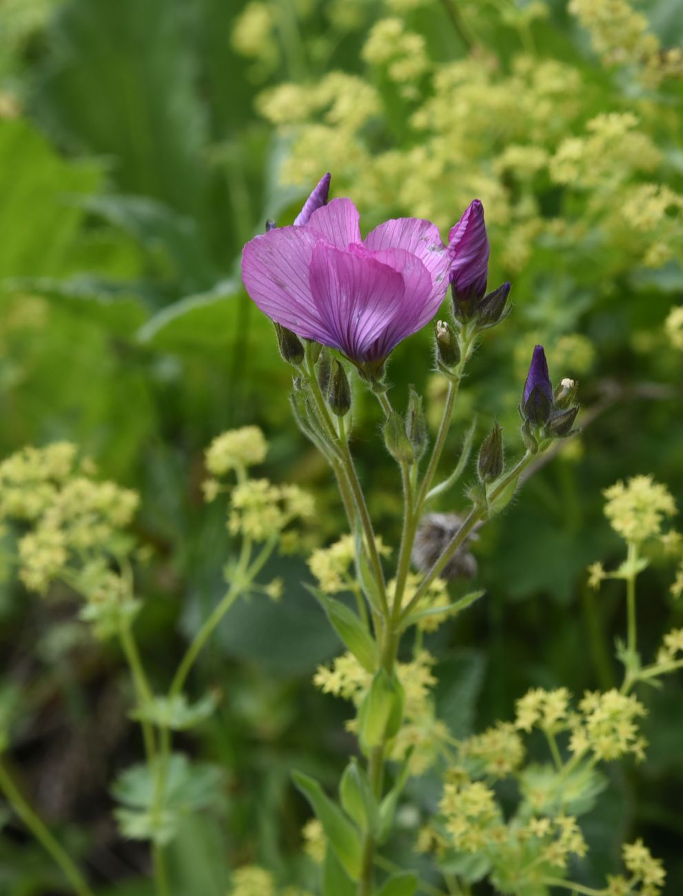 Image of Linum hypericifolium specimen.