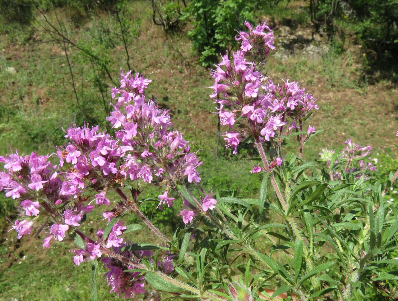 Изображение особи Thymus longedentatus.