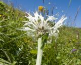 Centaurea cheiranthifolia. Верхушка побега с соцветием. Кабардино-Балкария, Черекский р-н, окр. с/п Верхняя Балкария, северо-западный склон горы Айдарука-Цырт, ≈ 2200 м н.у.м., субальпийский луг. 29.07.2024.