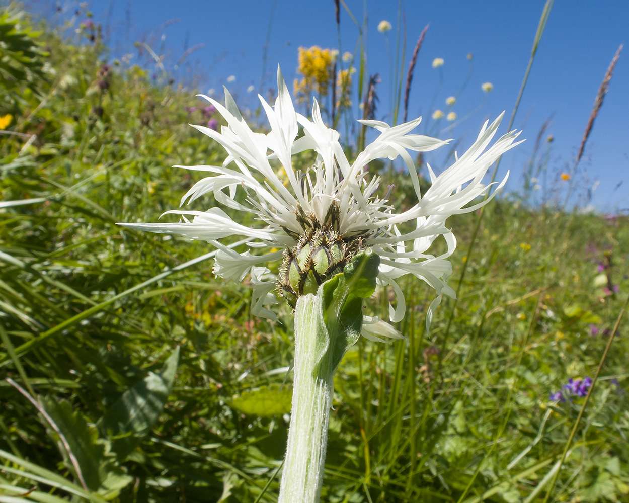 Image of Centaurea cheiranthifolia specimen.