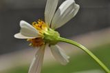 Bidens alba