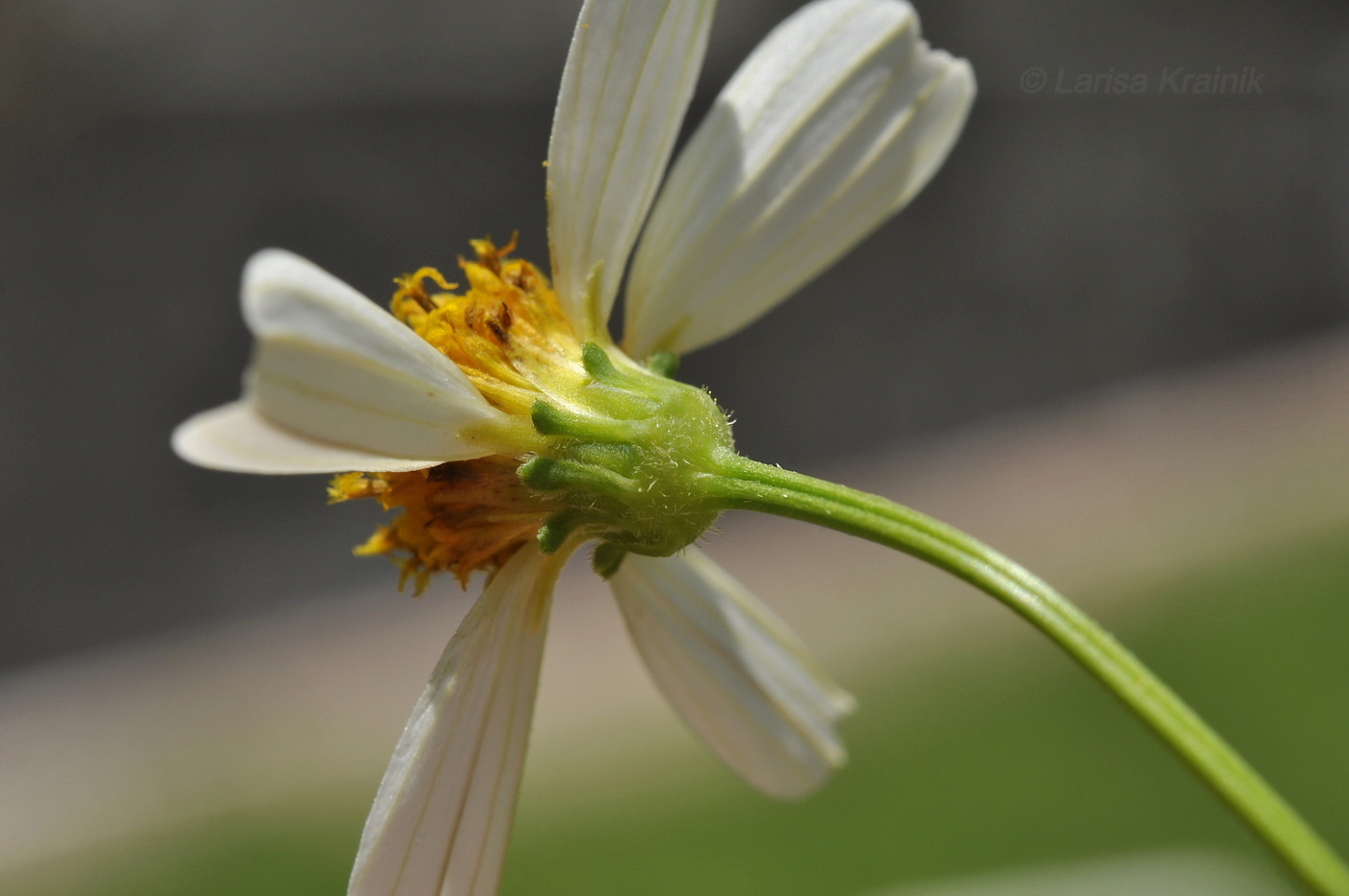 Image of Bidens alba specimen.