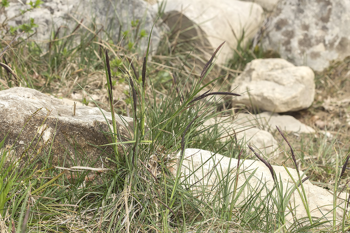 Image of Carex cuspidata specimen.