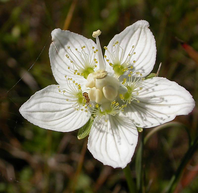 Изображение особи Parnassia palustris.