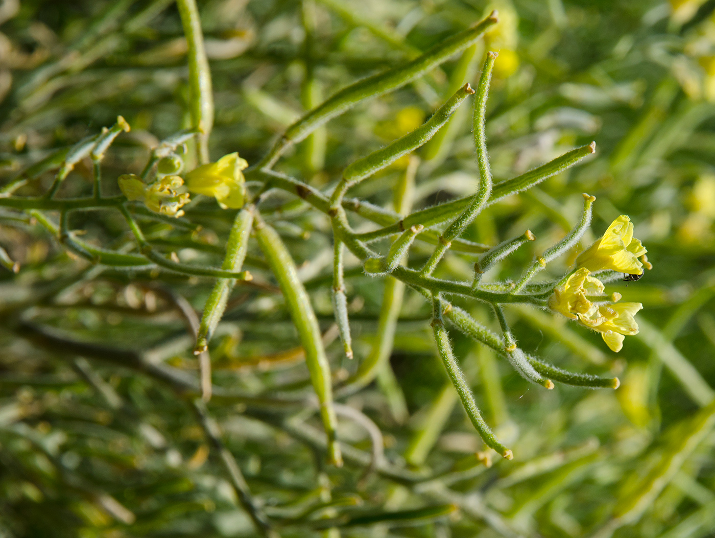 Image of Sterigmostemum caspicum specimen.
