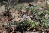 Astragalus sinaicus