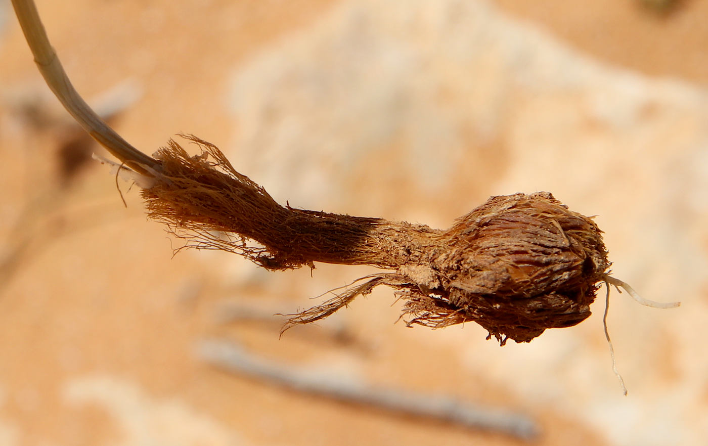 Изображение особи Allium barthianum.