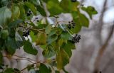 View full-size image Hedera colchica